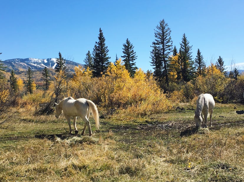 Horses graze in a Colorado valley below snow-capped peaks