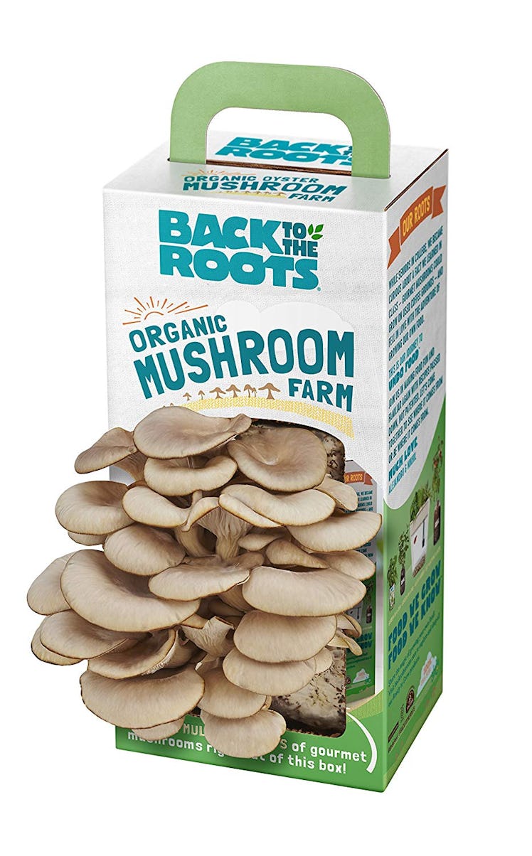 Back to the Roots Organic Mushroom Grow Kit