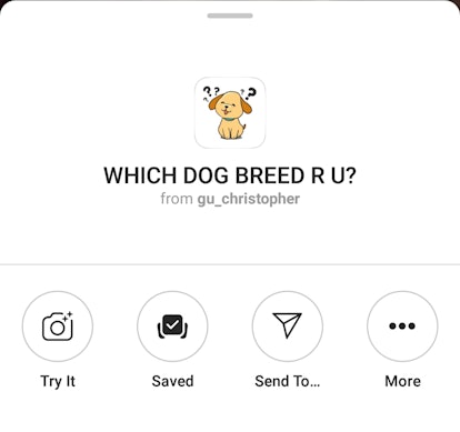 Here's How To Get The "Which Dog" Instagram Story Filter so you can match yourself up with one of yo...