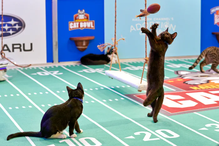 The 2020 Cat Bowl will air on the Hallmark Channel on Saturday, Feb. 1.