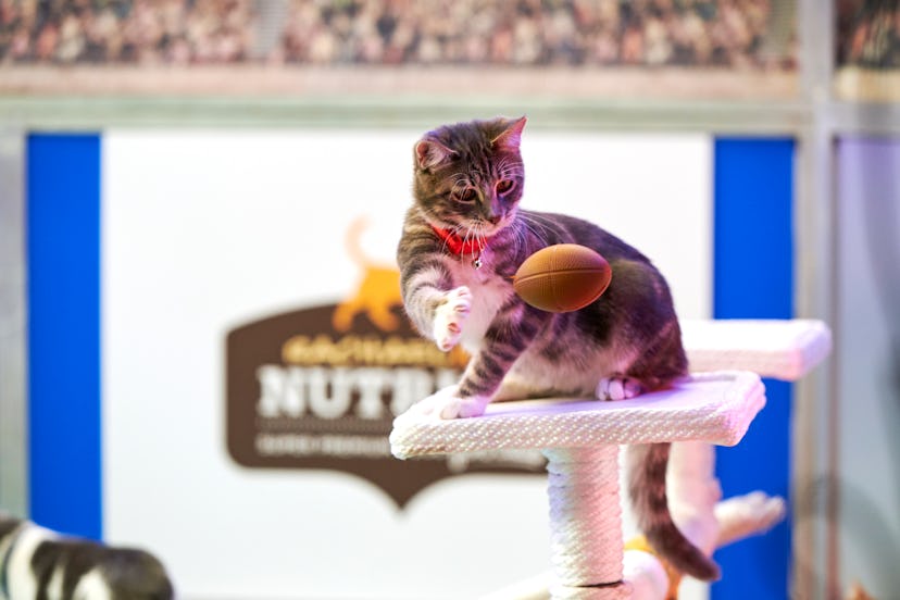 The second annual Cat Bowl will air on the Hallmark Channel on Saturday, Feb. 1. 