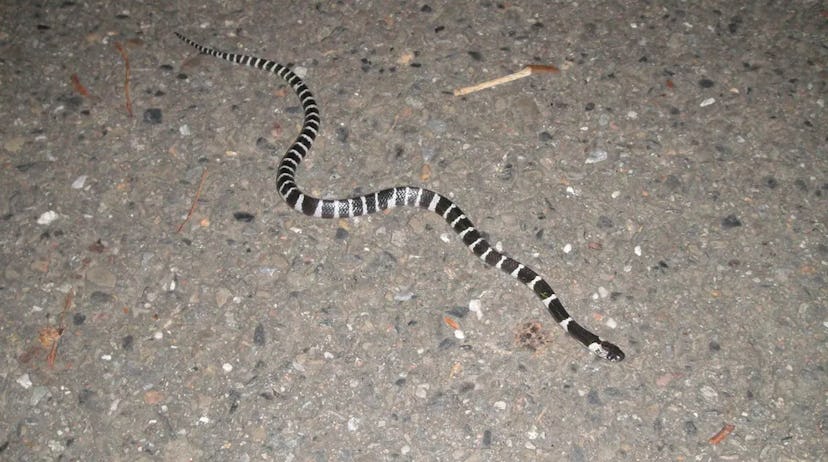 The many-banded krait (Bungarus multicinctus), also known as the Taiwanese krait or the Chinese krai...