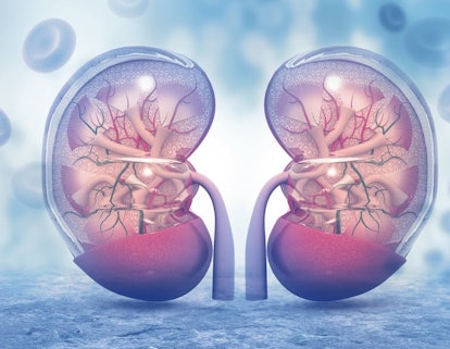 A cross-section of the human kidneys, which can be injured when muscle cells rupture and send toxic ...