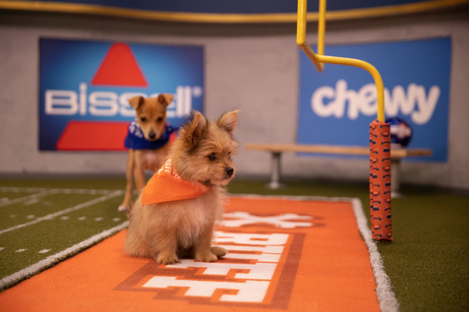 How To Adopt Puppies From The 2020 Puppy Bowl & Bring The Cuteness Home
