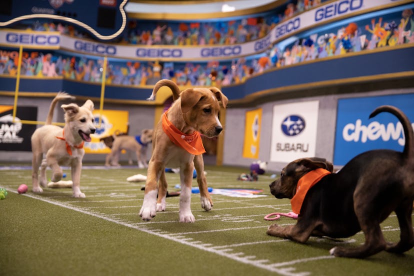 Puppies compete in games at the 2020 Puppy Bowl