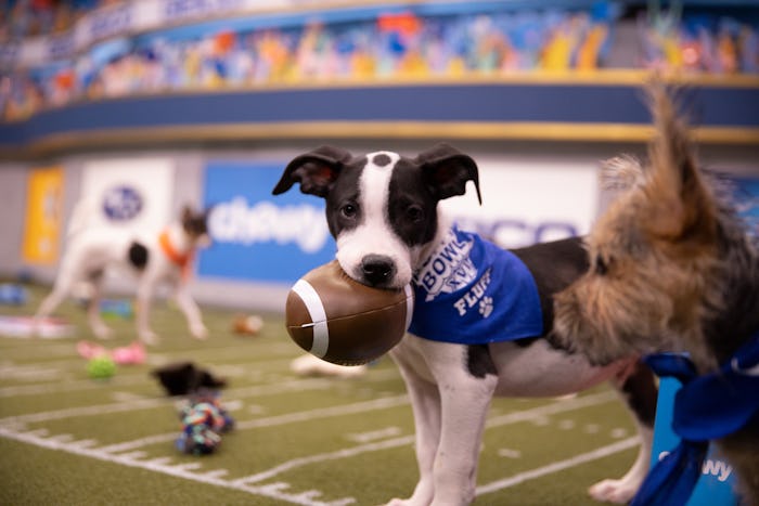 Shelter puppies competing in the Puppy Bowl are up for adoption