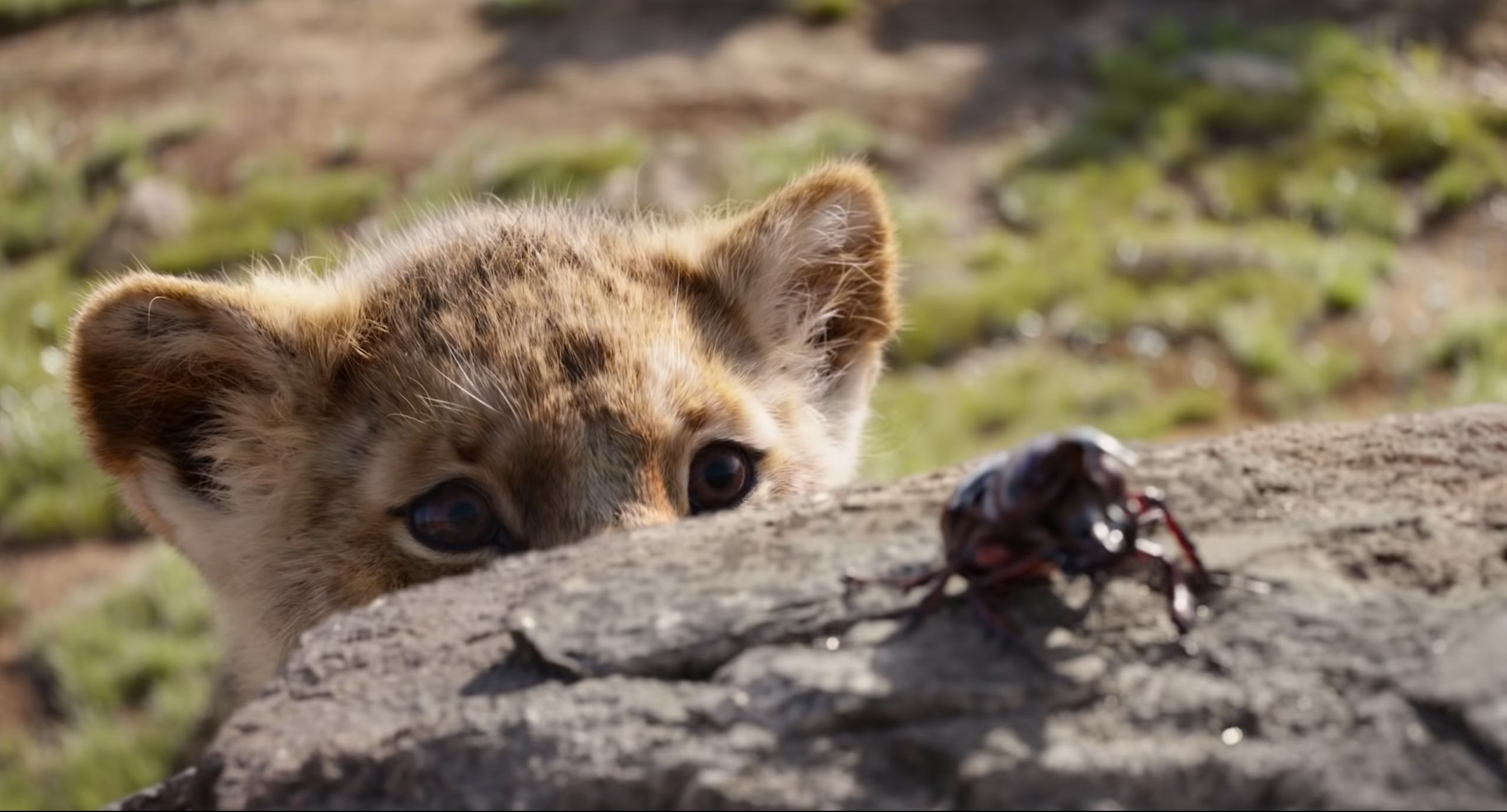 Grab the family for movie night, the new "Lion King" is finally on Disney+.