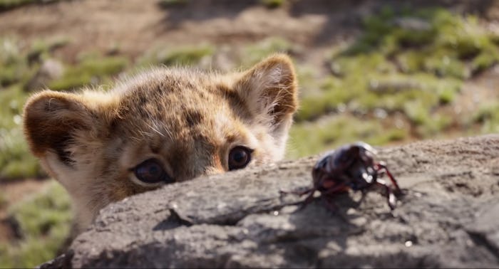 Grab the family for movie night, the new "Lion King" is finally on Disney+.