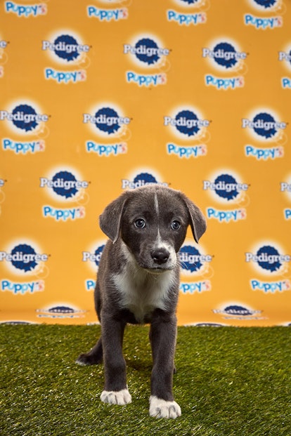 Gina in the 2020 Puppy Bowl