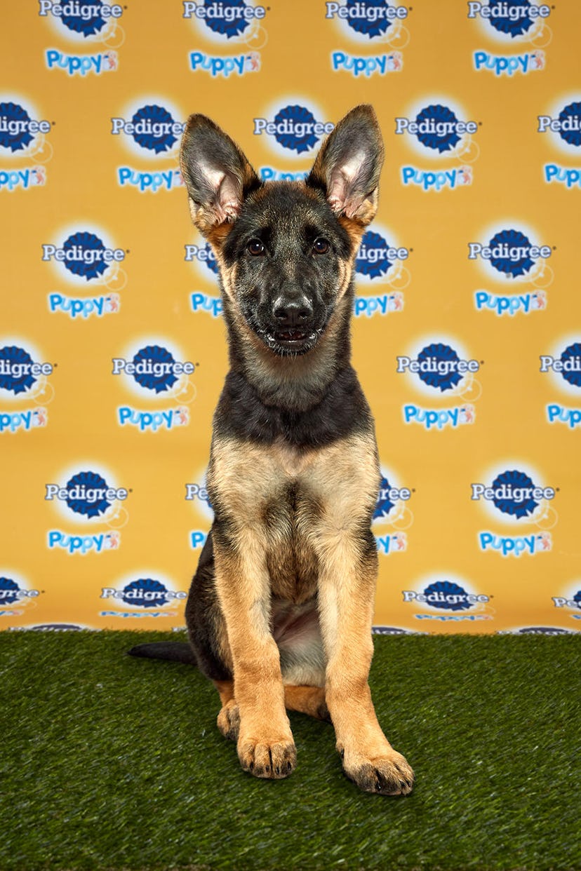 Daphne in the 2020 Puppy Bowl