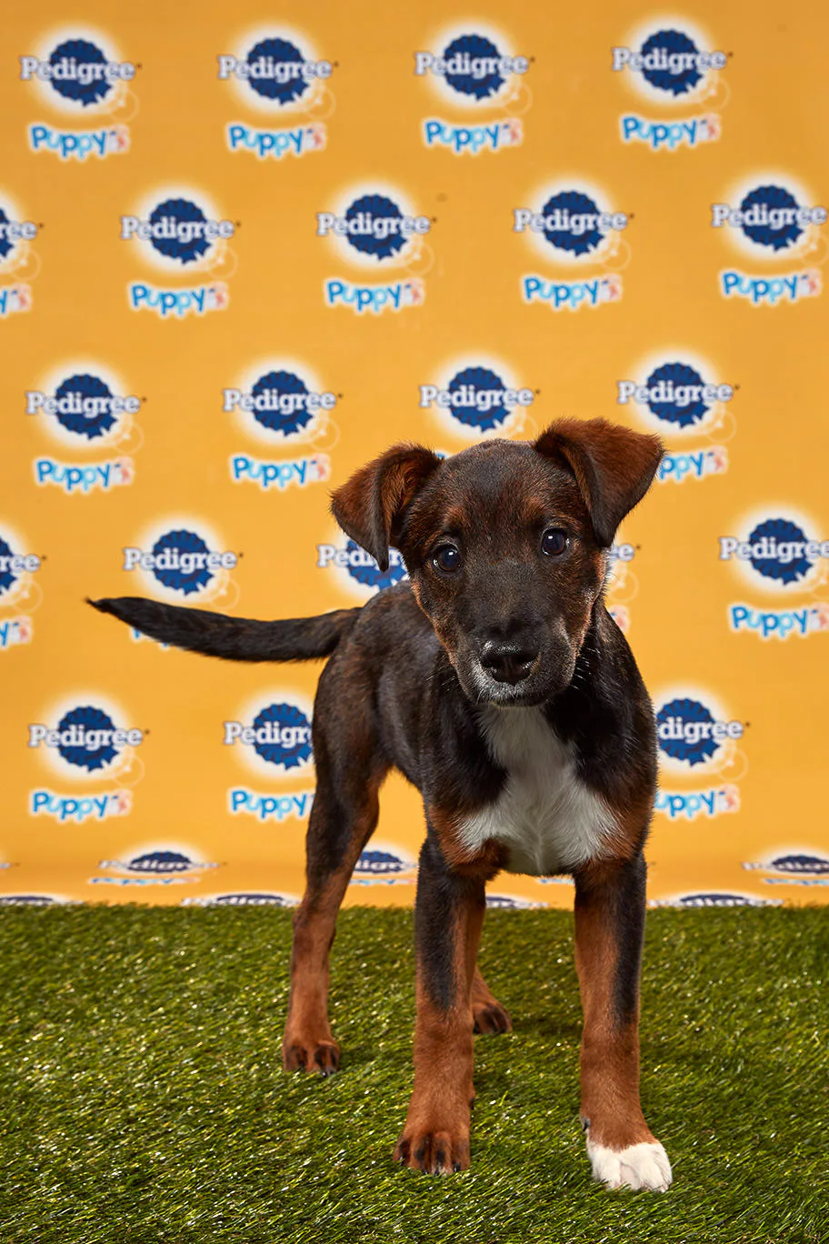 animal planet puppy bowl 2019 adoption