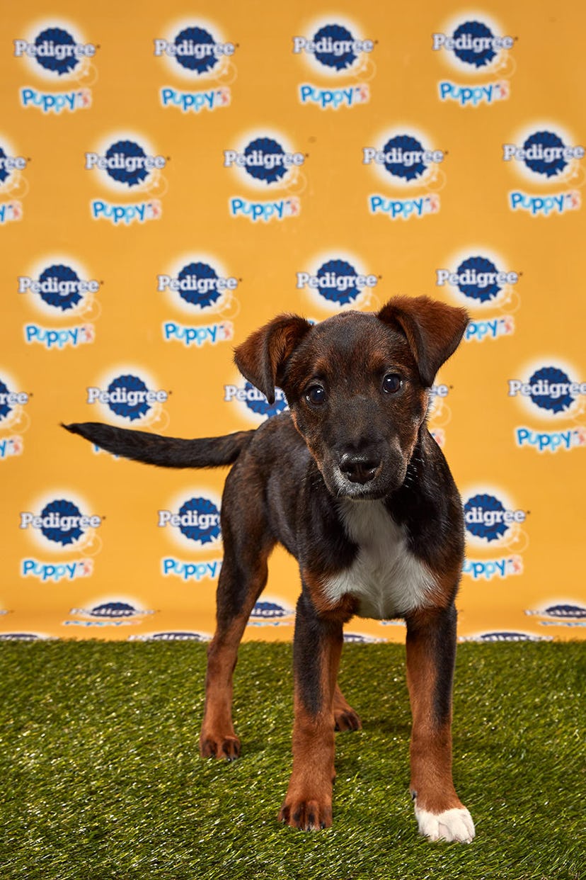 Anise in the 2020 Puppy Bowl