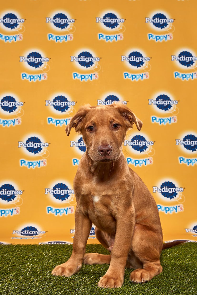 Goldie in the 2020 Puppy Bowl