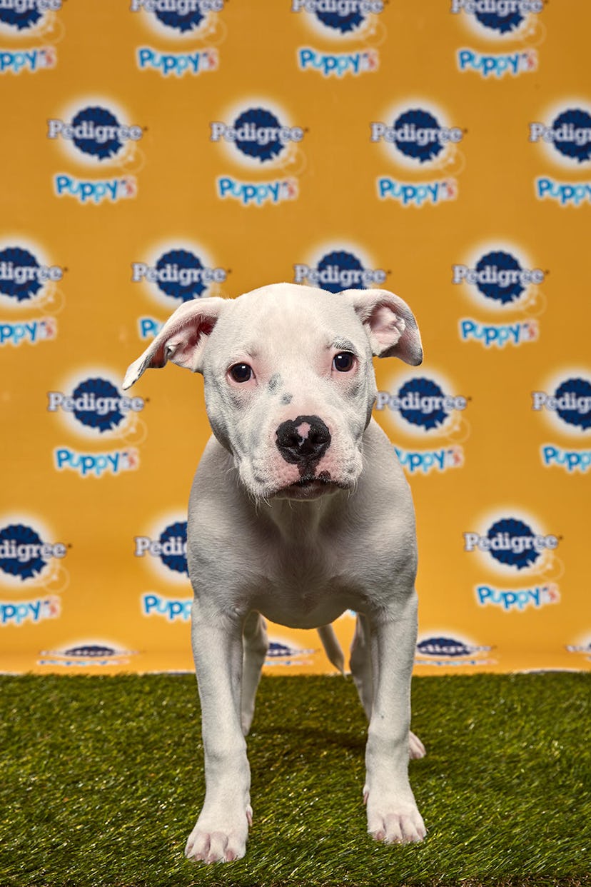 Sadie in the 2020 Puppy Bowl