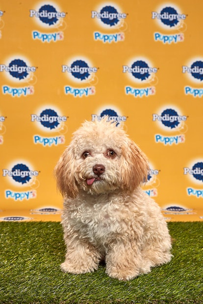 Huck in the 2020 Puppy Bowl