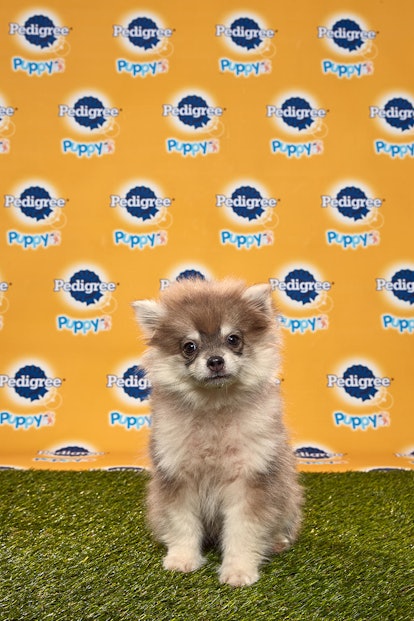 Theodore in the 2020 Puppy Bowl