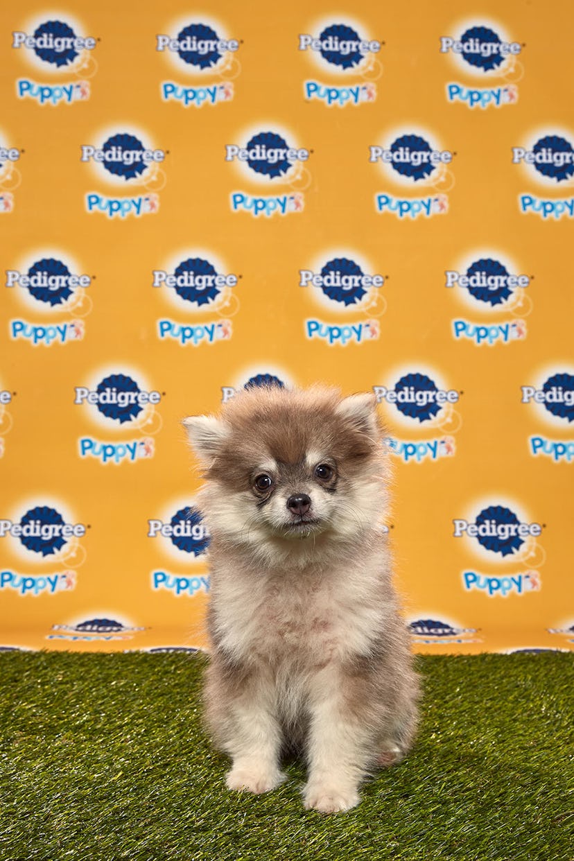 Theodore in the 2020 Puppy Bowl