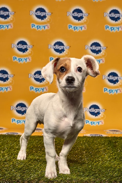 Jack in the 2020 Puppy Bowl