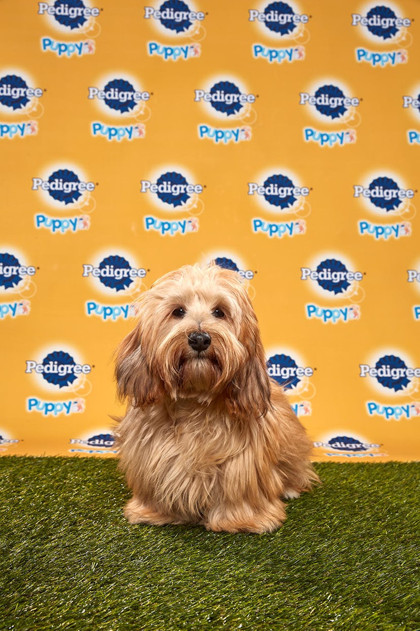 Maverick in the 2020 Puppy Bowl