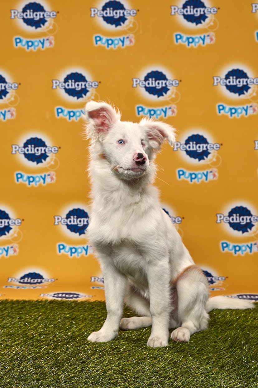 Filbert in the 2020 Puppy Bowl