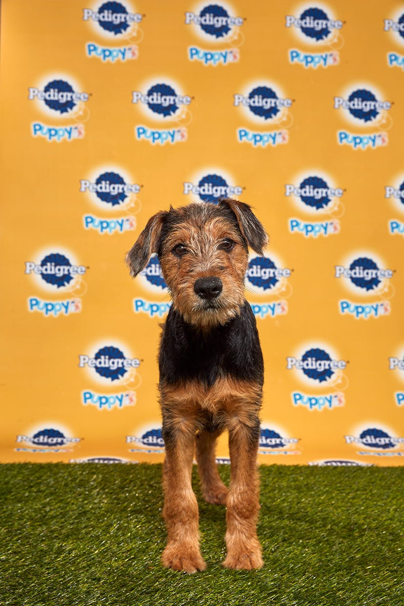 Rhubarb in the 2020 Puppy Bowl