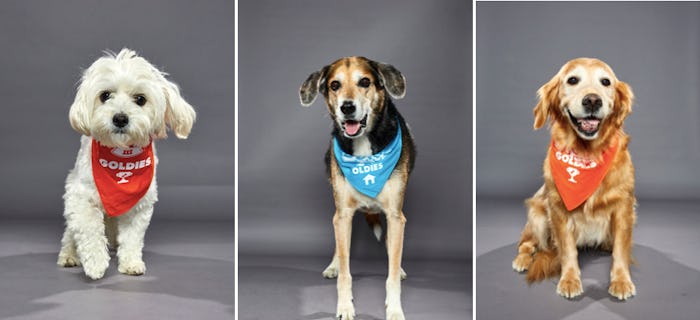 Older dogs compete in the third annual Dog Bowl on Feb. 2