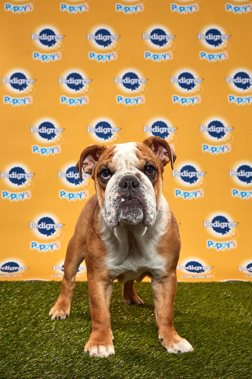 Betty in the 2020 Puppy Bowl
