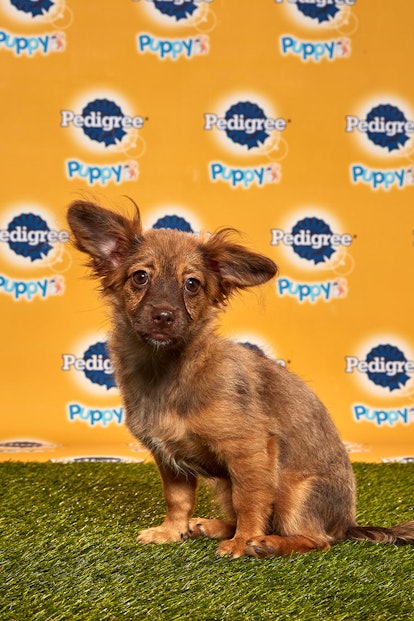Darcy in the 2020 Puppy Bowl
