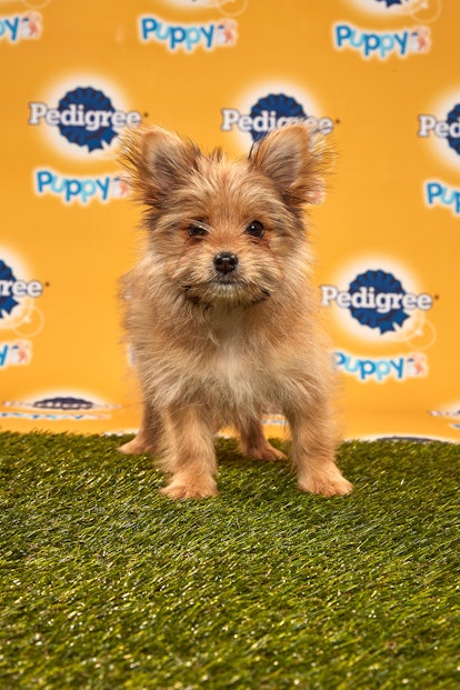 Linus in the 2020 Puppy Bowl