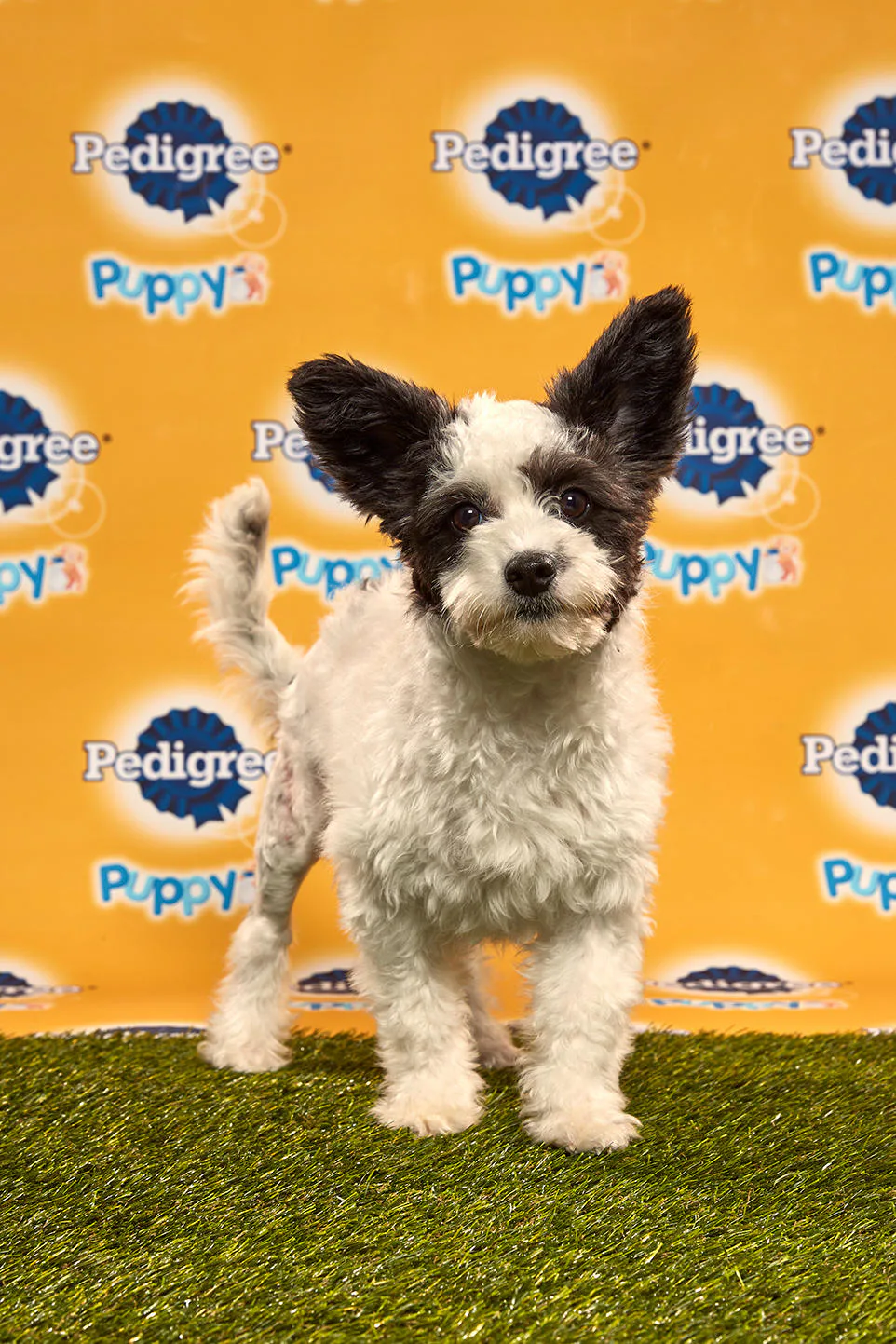 animal planet puppy bowl 2019 adoption