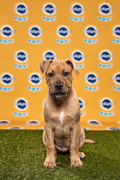 Kingery in the 2020 Puppy Bowl
