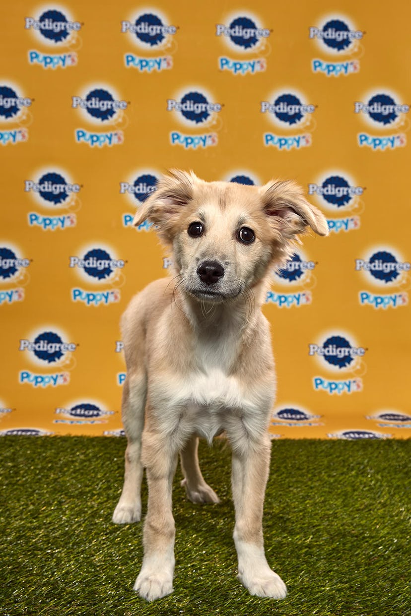 Starla in the 2020 Puppy Bowl