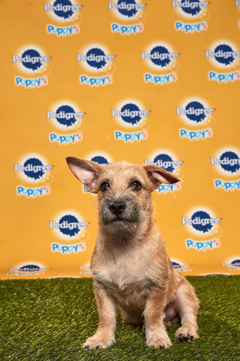 Rummy in the 2020 Puppy Bowl