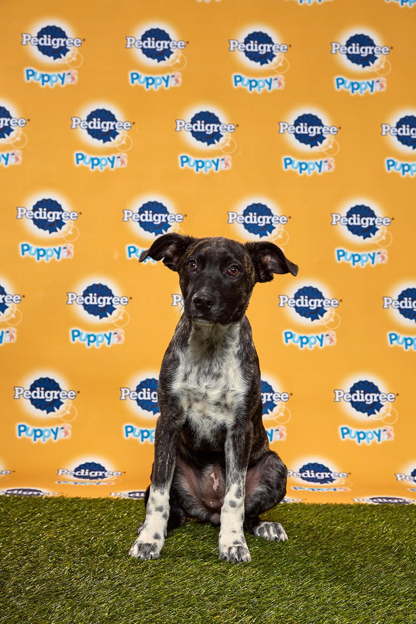 Mocha in the 2020 Puppy Bowl