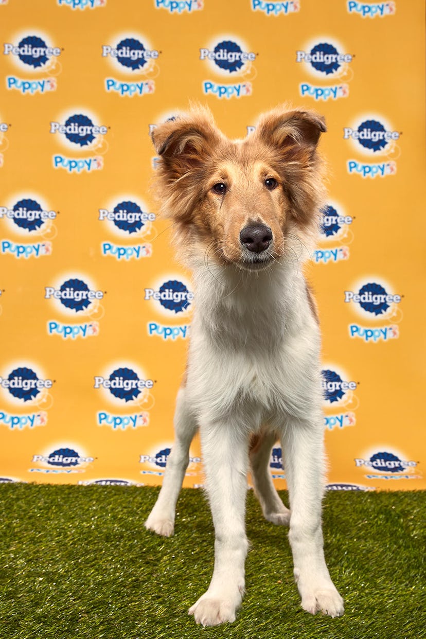 Duncan in the 2020 Puppy Bowl