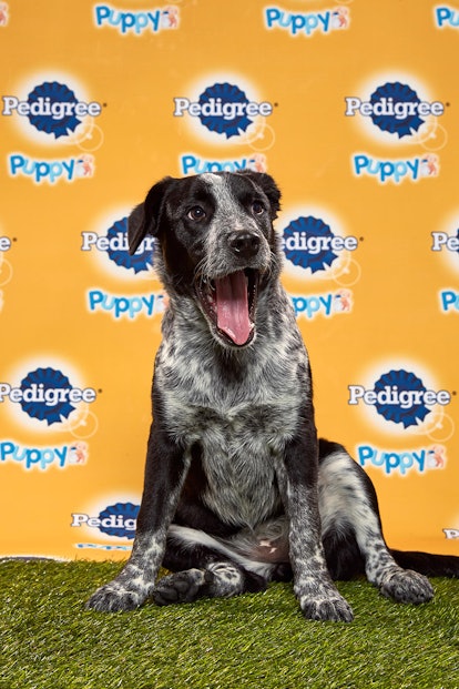 Aspen in the 2020 Puppy Bowl