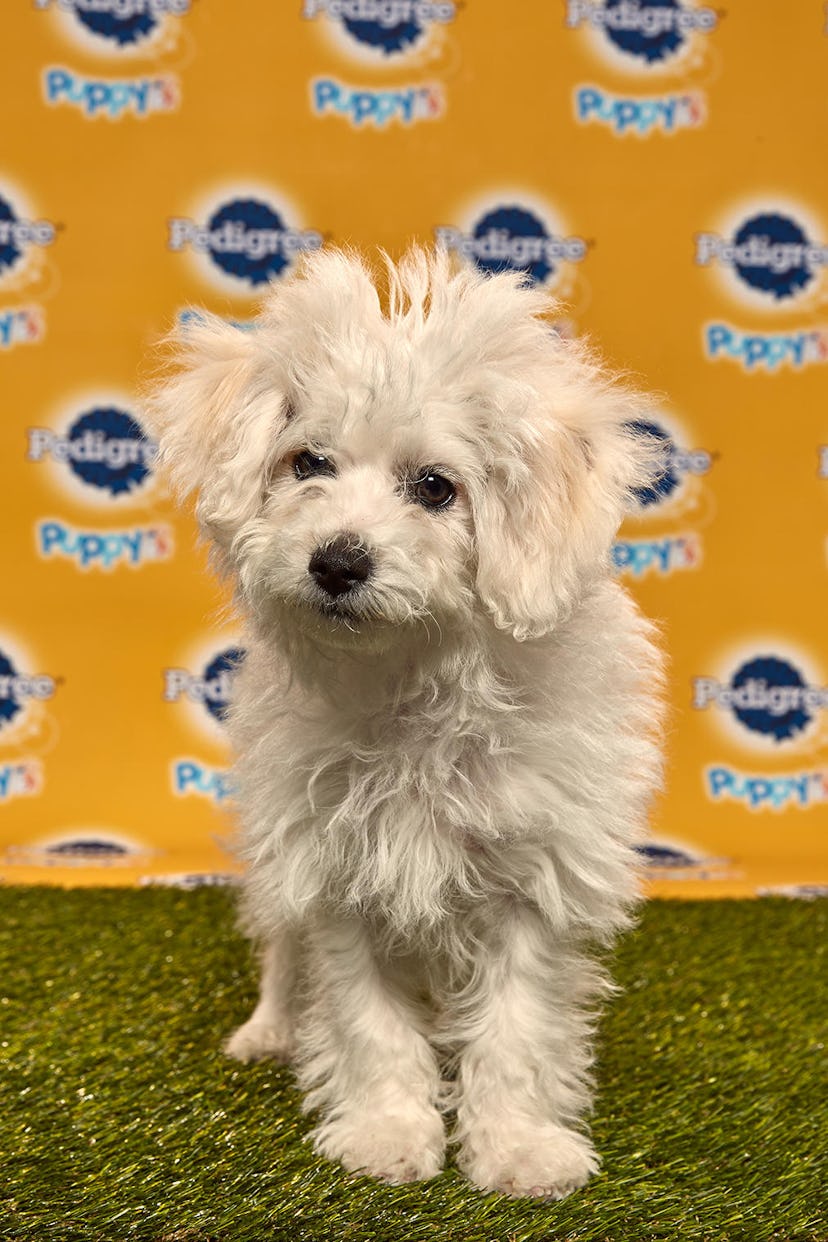 Wilbur in the 2020 Puppy Bowl