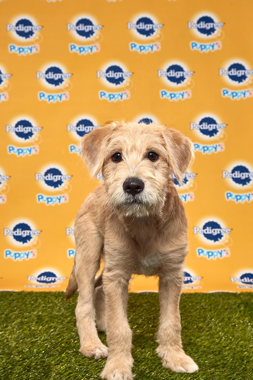 Papaya in the 2020 Puppy Bowl