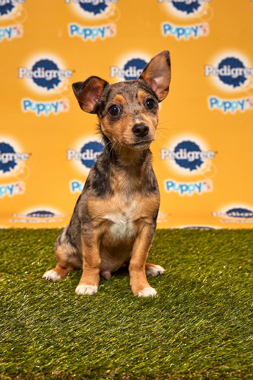 Brody in the 2020 Puppy Bowl