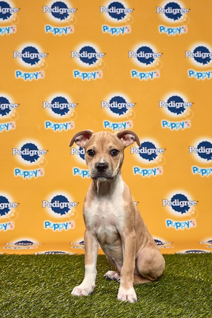 Granny Smith in the 2020 Puppy Bowl