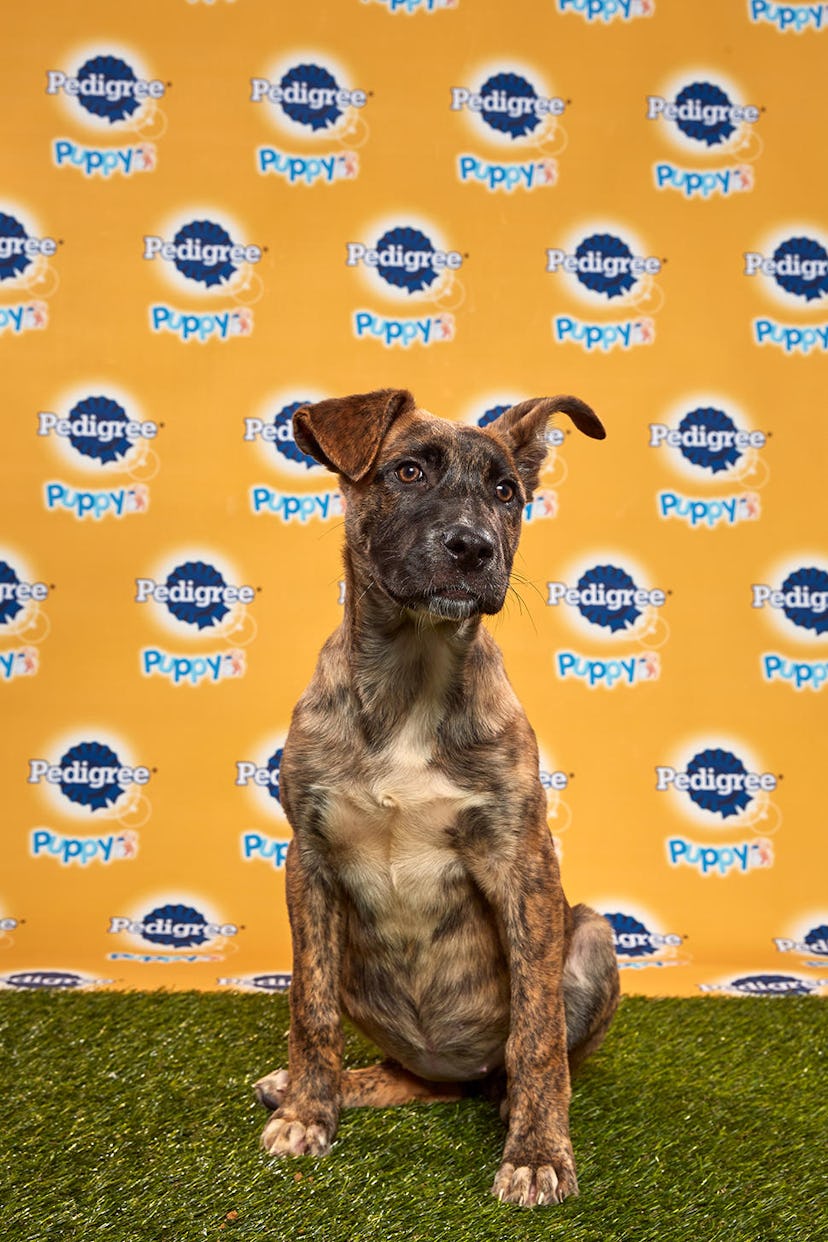 Spritz in the 2020 Puppy Bowl