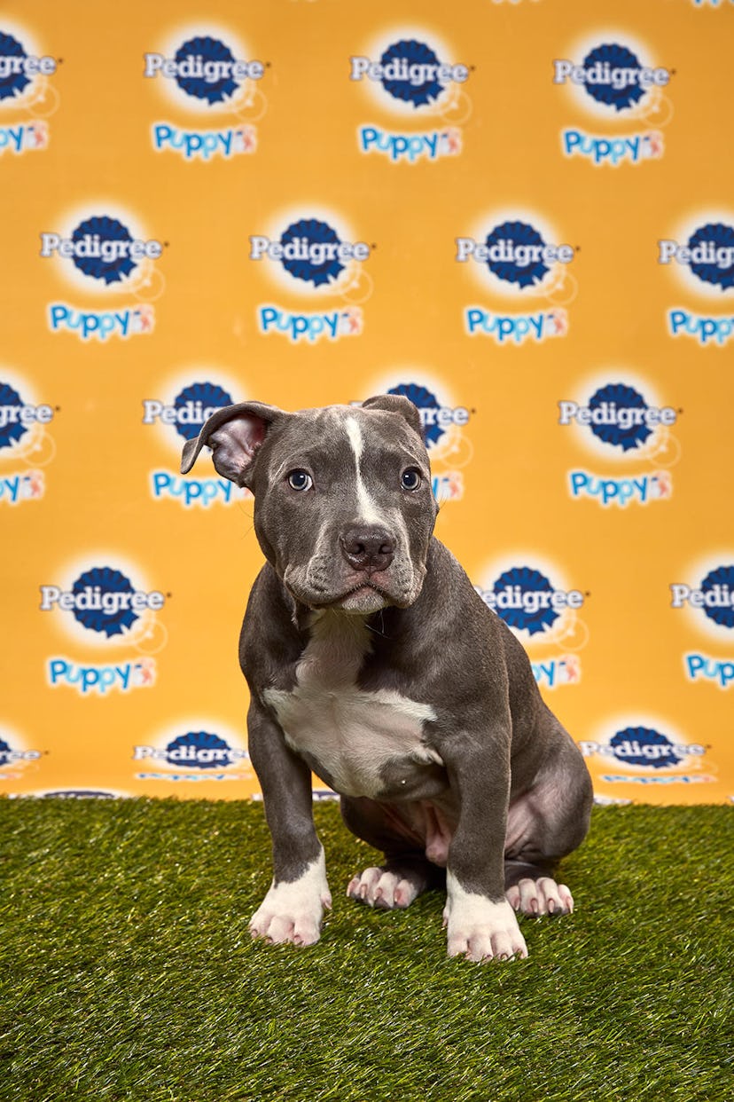Crumpet in the 2020 Puppy Bowl