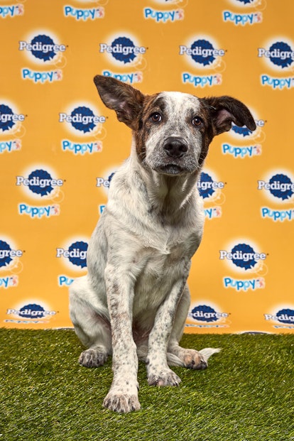 Rocky Road in the 2020 Puppy Bowl