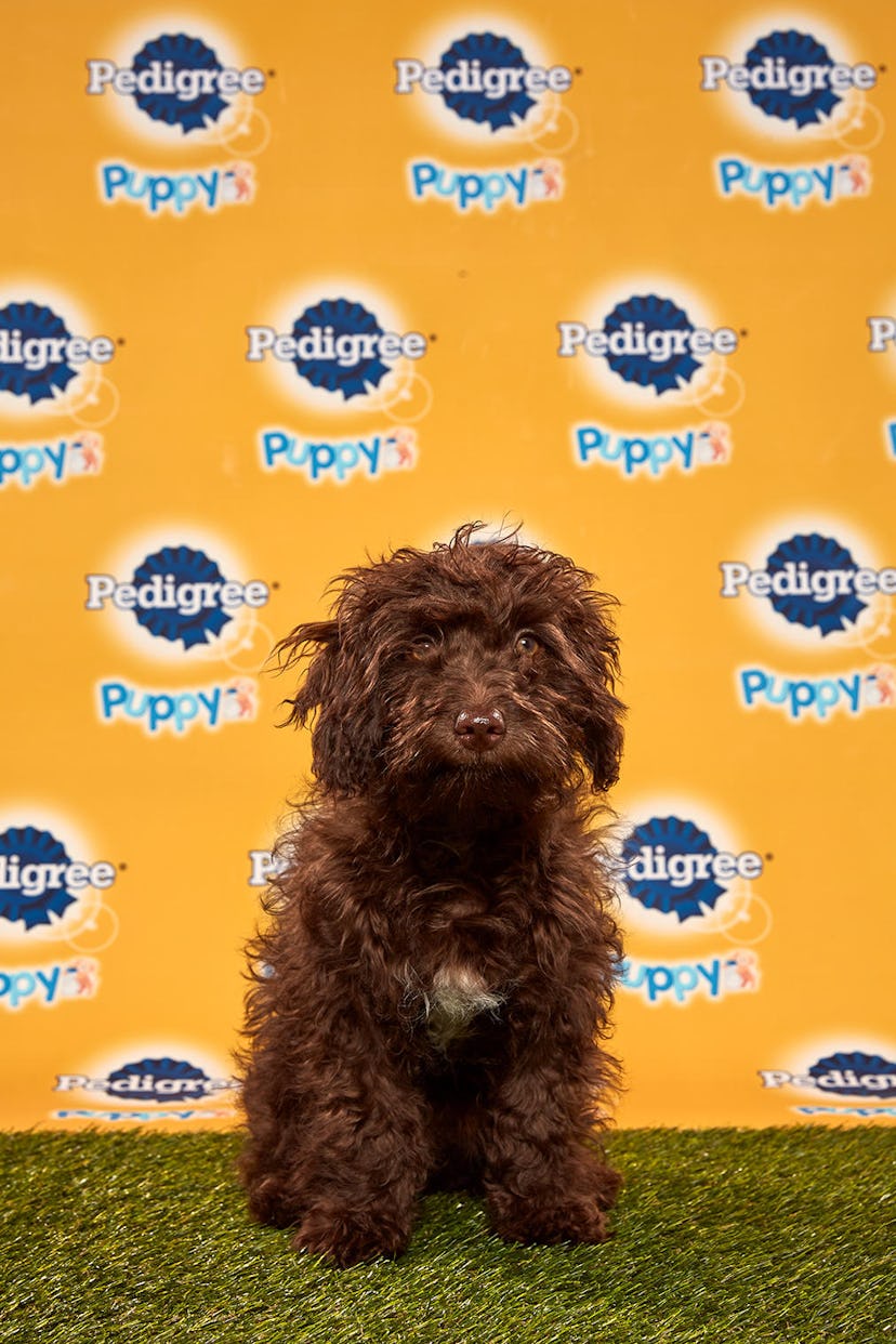 Bobby in the 2020 Puppy Bowl