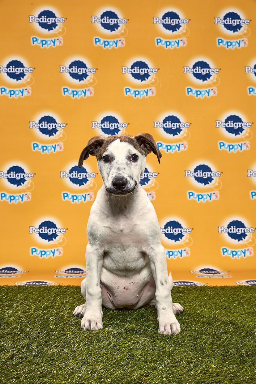Dolly in the 2020 Puppy Bowl