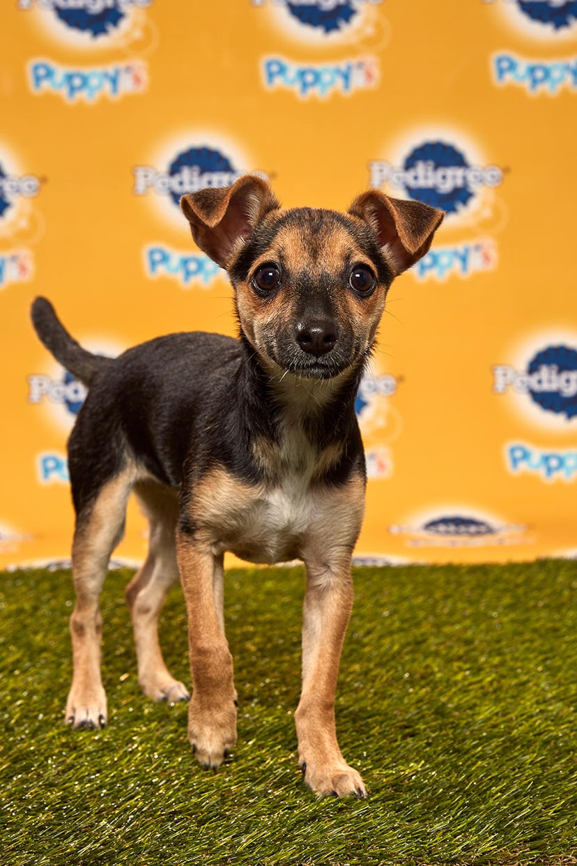 Lucca in the 2020 Puppy Bowl