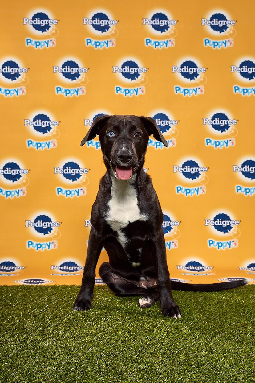 Ferris in the 2020 Puppy Bowl