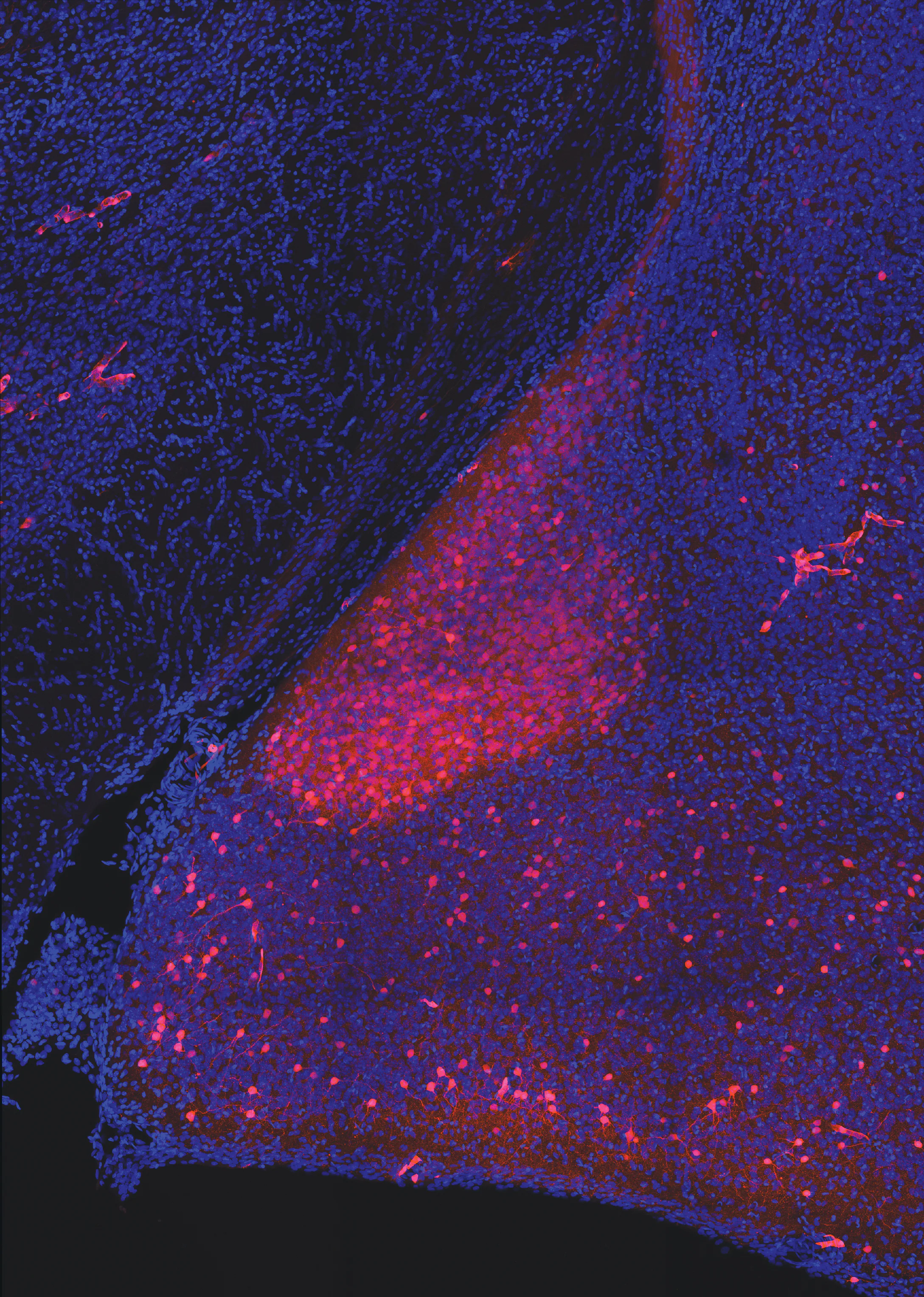 The “Mr. Darcy” pheromone makes female mice go crazy