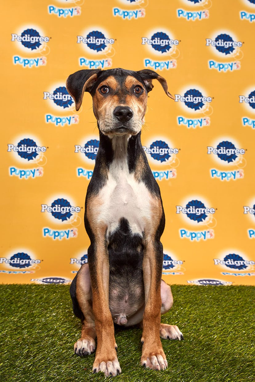 Coach in the 2020 Puppy Bowl