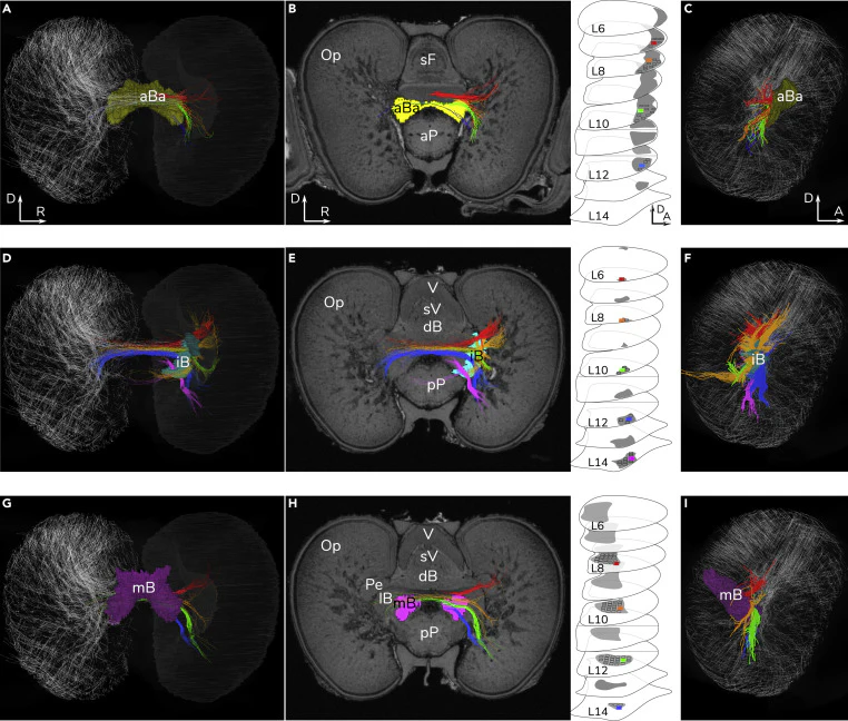 Image showing the optic lobe and basal lobe connections in a squid's brain.
